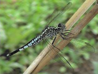 acisoma panorpoïdes