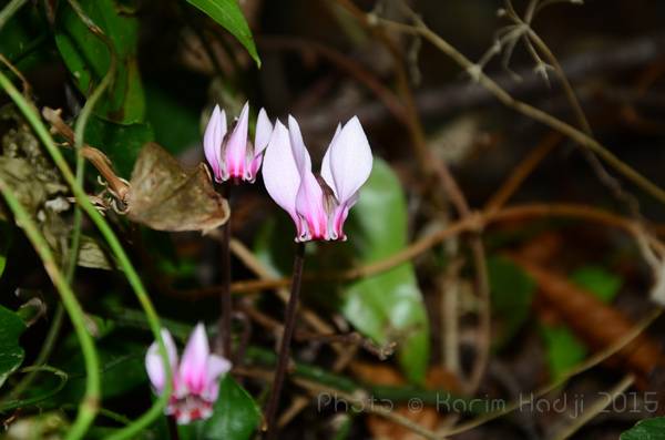 Cyclamen africanum. Aïn M'chaki (Selma)