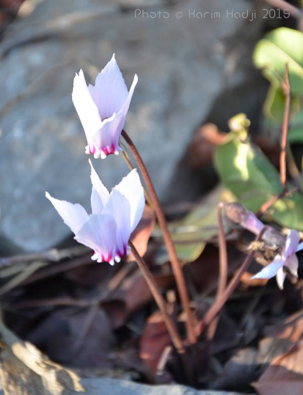 Cyclamen africanum. Boulahmam (Sidi Maârouf)