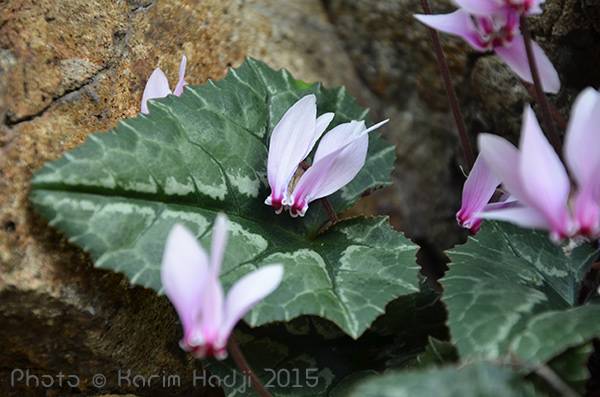 Cyclamen africanum. fleurs et feuilles