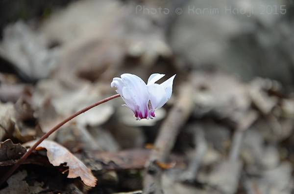 Cyclamen africanum. fleur