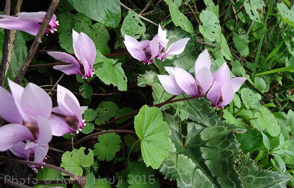 Cyclamen africanum. El-Milia