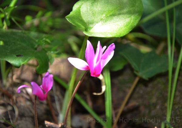 Cyclamen repandum. Texenna