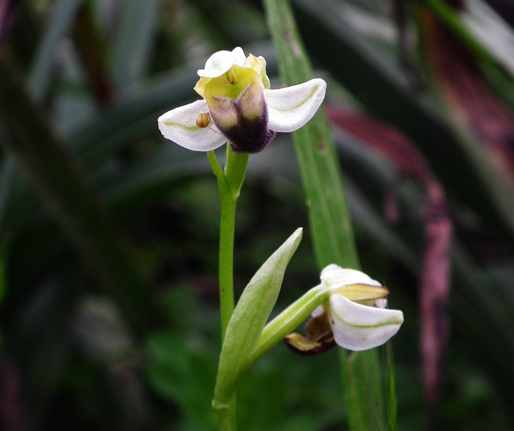 Ophrys pallida