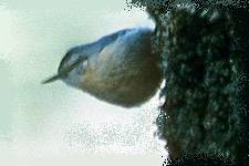 La sittelle kabyle (Sitta ledanti) m�le Photo : Dave Farrow