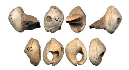 Nassarius gibbosulus de Skhul