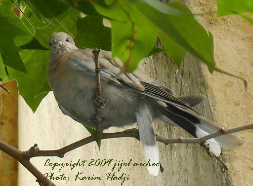 Tourterelle � Jijel