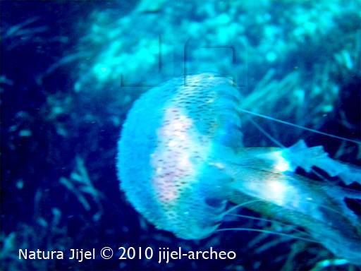 pelagia_noctiluca. Photo: Karim Hadji pelagia_noctiluca