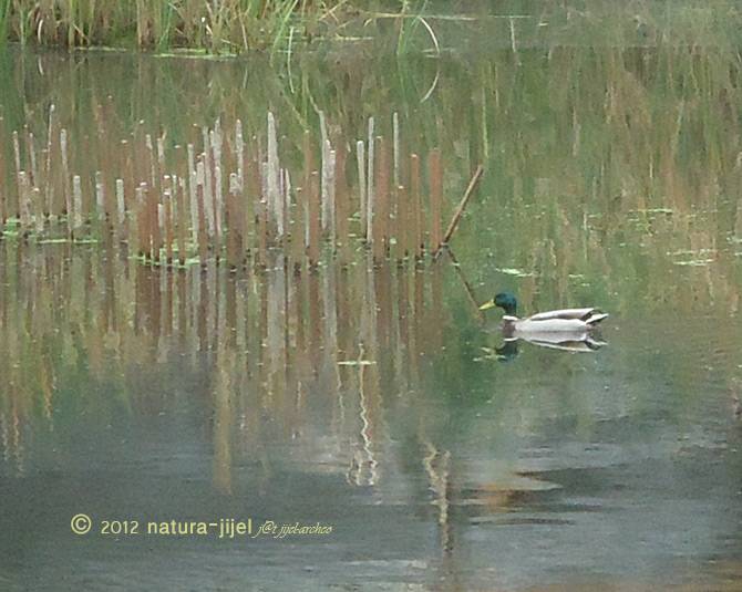 Canard colvert