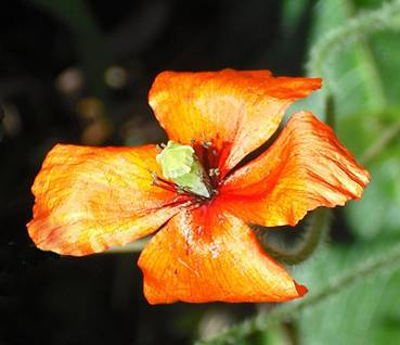 Coquelicot Béni Bélaid Jijel