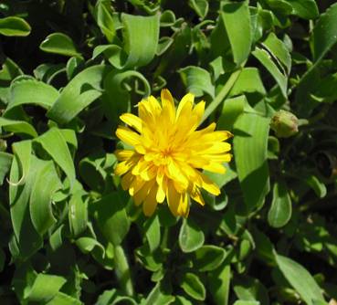 fleur_jaune Béni Bélaid Jijel