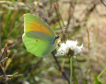 Papillon Diurne Grand Phare Jijel