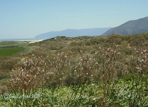 El Kef et Bougaroune