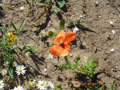 Coquelicot