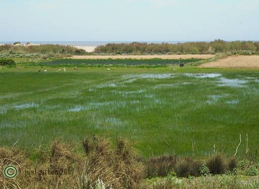 Un marécage vert