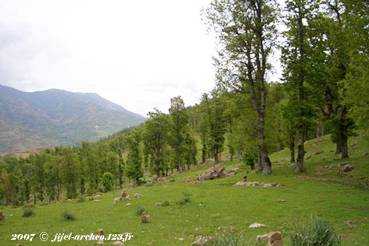 Forêt Bouafroune