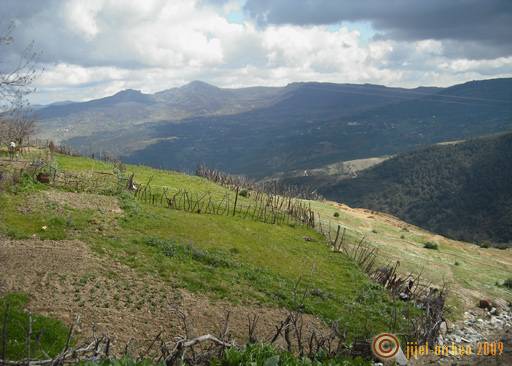 Un verger à Ouled Askeur