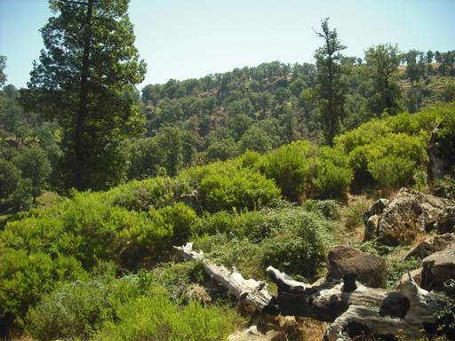 Forêt Bouafroune