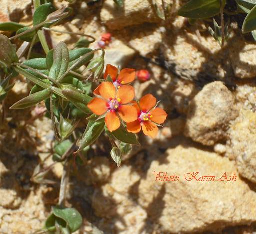 Fleur rouge