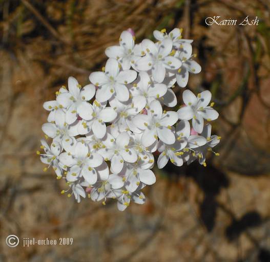 Fleur blanche