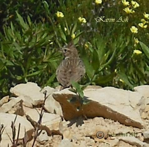 Oiseau huppé